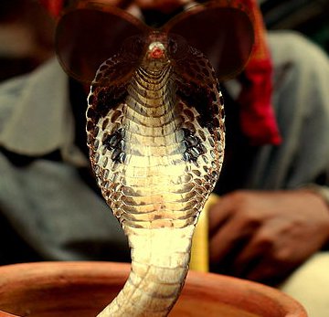 What's cooler than a snake in sunglasses? NOTHING